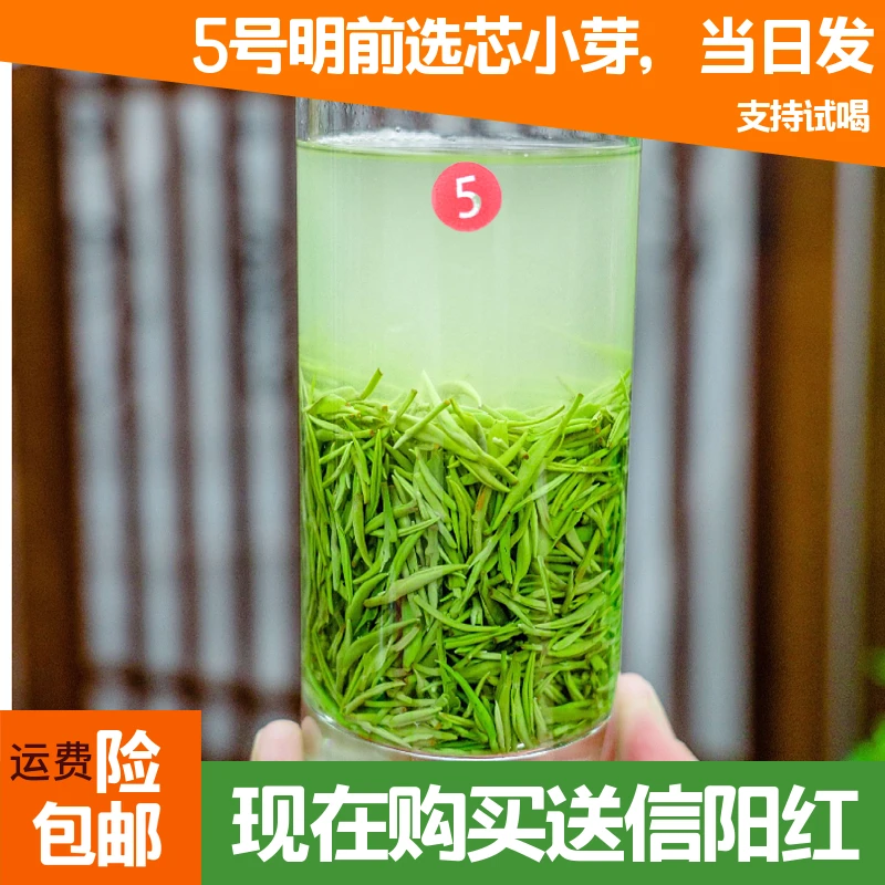 2024明前选芯小芽高山绿茶高端商务茶信阳毛尖花香甘甜清香