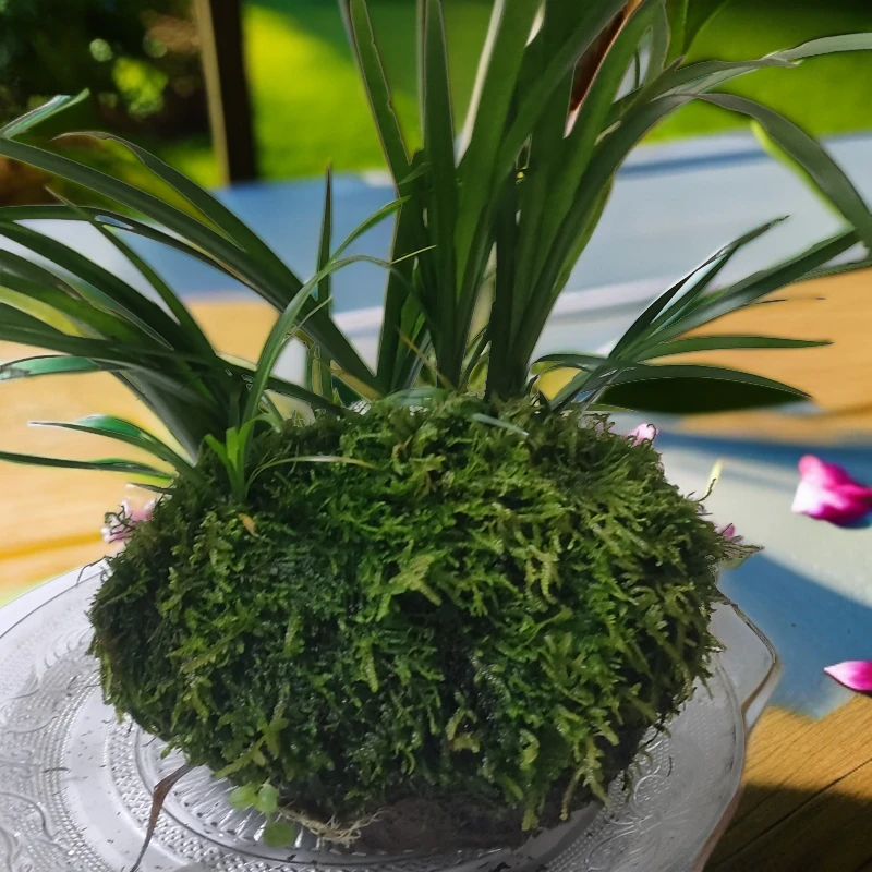 石菖蒲，香草菖蒲，水杨梅，鱼缸石，直播间一物一价叫到名字去下单