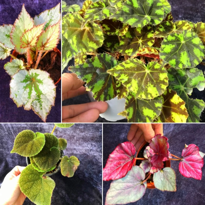 秋海棠合集室内桌面观叶植物猫眼虎斑几何圭那亚齿瓣芸娘耐阴盆栽