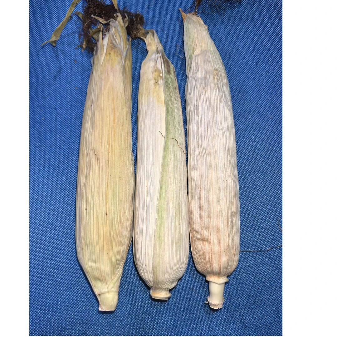 文玩玉米精品款拍1选4（关注+1）