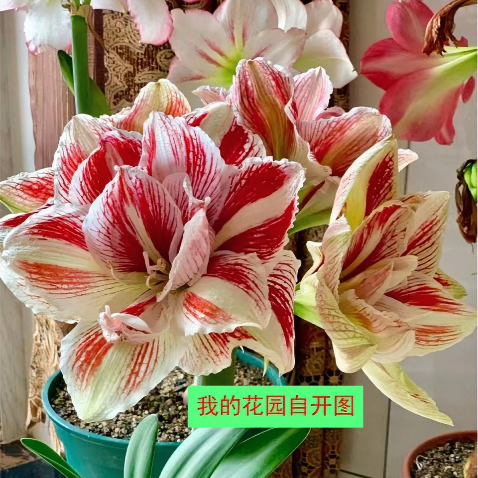 ~明亮妮芙~荷兰进口品种自然球