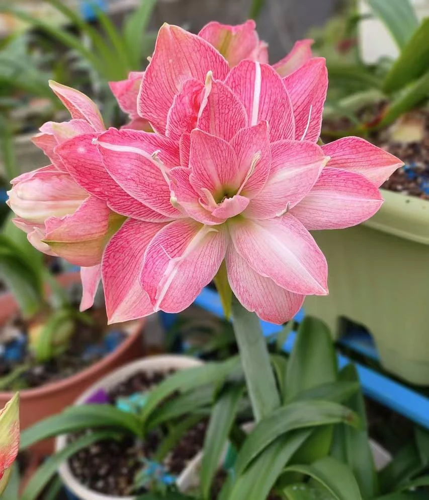 朱顶红~一叶扁舟~澳洲品种朱顶红（自然球启示录守宫）朱顶红种球