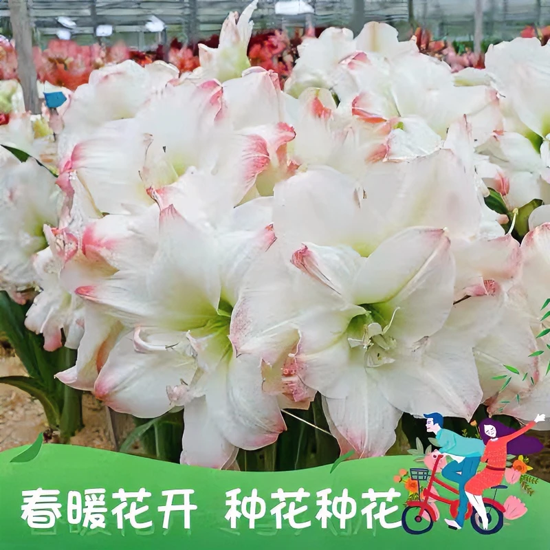 ~糖果黛丝~荷兰进口品种复壮球