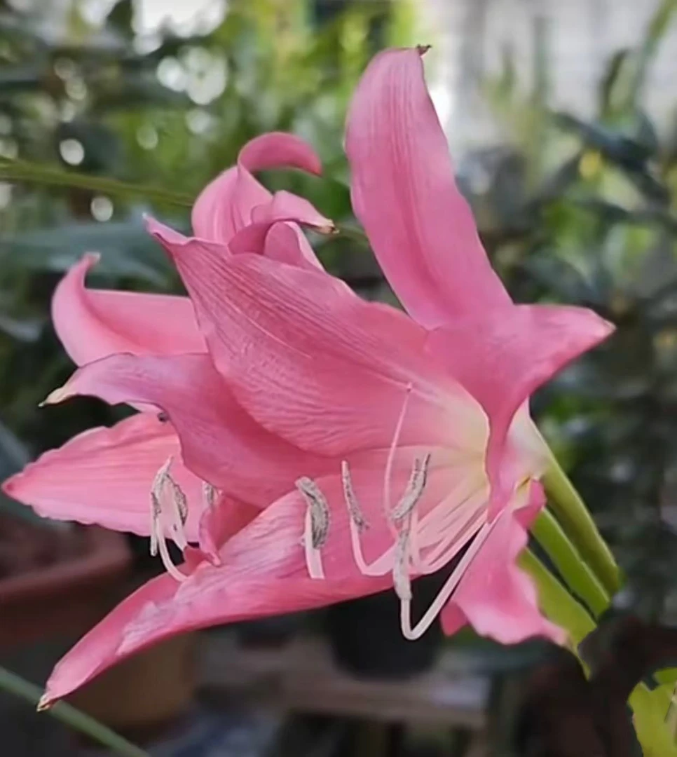 ~香殊兰~（基地自然球）开花香气浓郁