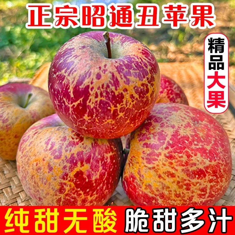 昭通丑苹果正宗云南冰糖心红富士水果农家果园新鲜现摘先发5/10斤
