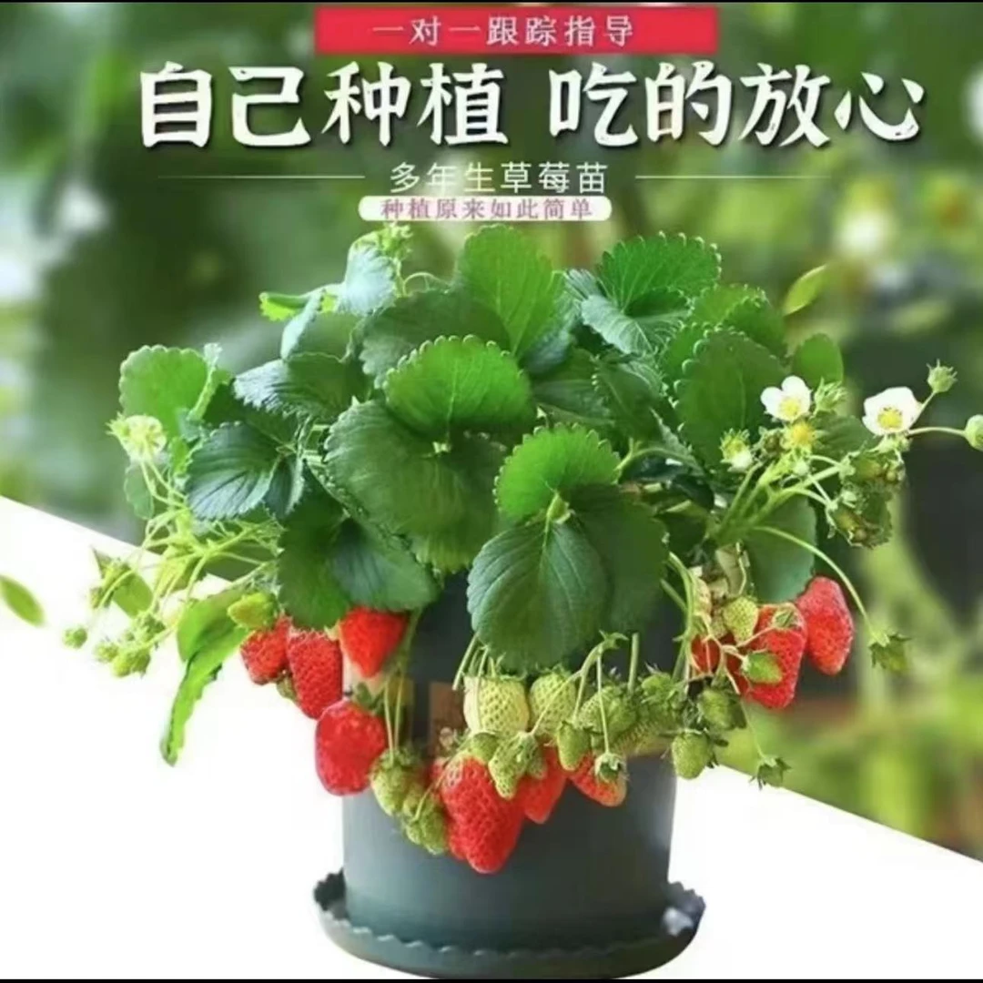 奶油红颜草莓苗新手好养活阳台庭院盆栽南北方种植