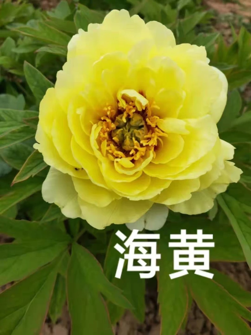 牡丹(海黄)菏泽基地直发包对版耐寒花卉先发花肥秋天发苗