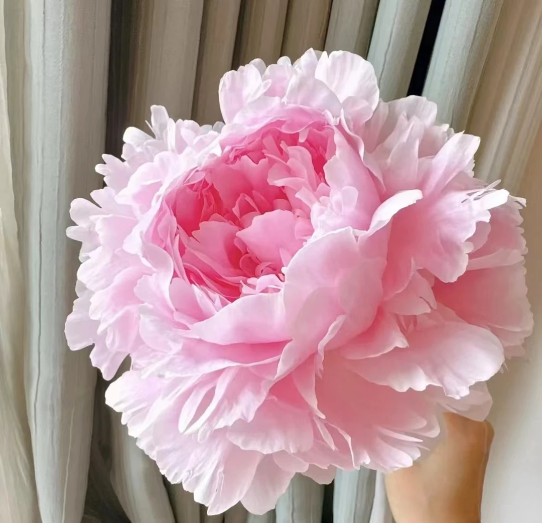 重瓣 芍药进口品种（独家回忆3-4芽）  菏泽基地直发包对版耐寒大花