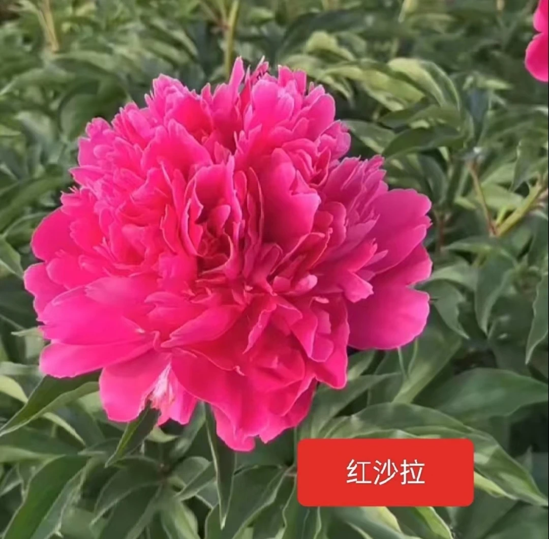 进口品种重瓣芍药花苗红沙拉    先发花肥秋天发苗