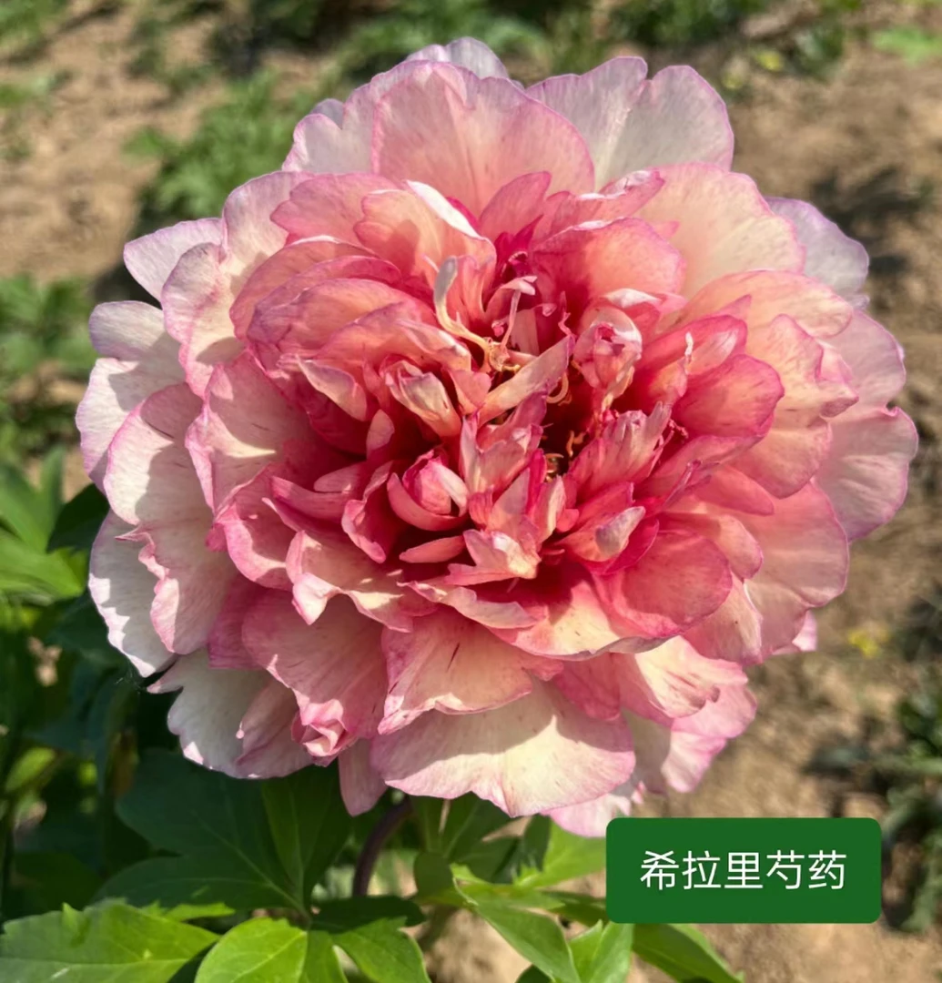 进口品种重瓣芍药花苗希拉里（6~7芽）菏泽基地直发包对版耐寒花卉