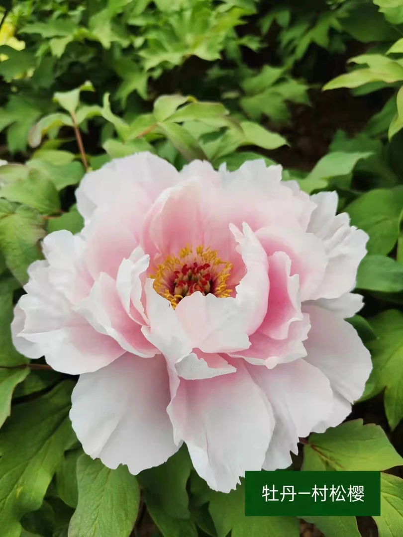 牡丹（村松樱）菏泽基地直发重瓣花卉 绿植  先发肥料 秋天发苗