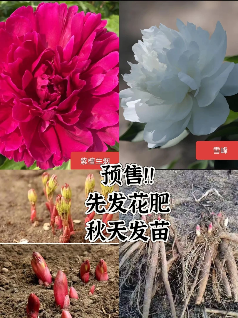 重瓣芍药花苗组合（雪峰紫檀生烟八芽以上）先发花肥秋天发苗