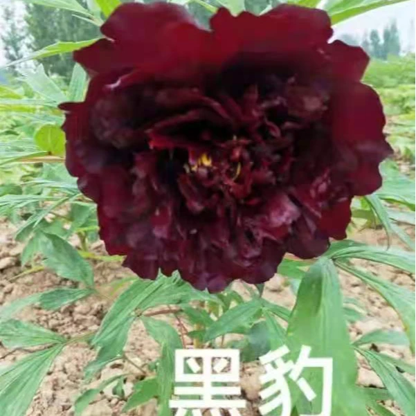 牡丹（黑豹三枝条）菏泽基地直发包对版耐寒花卉