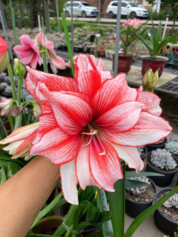 多辨 重辨朱顶红 包对牌版 颜色艳丽 花大 可做鲜花