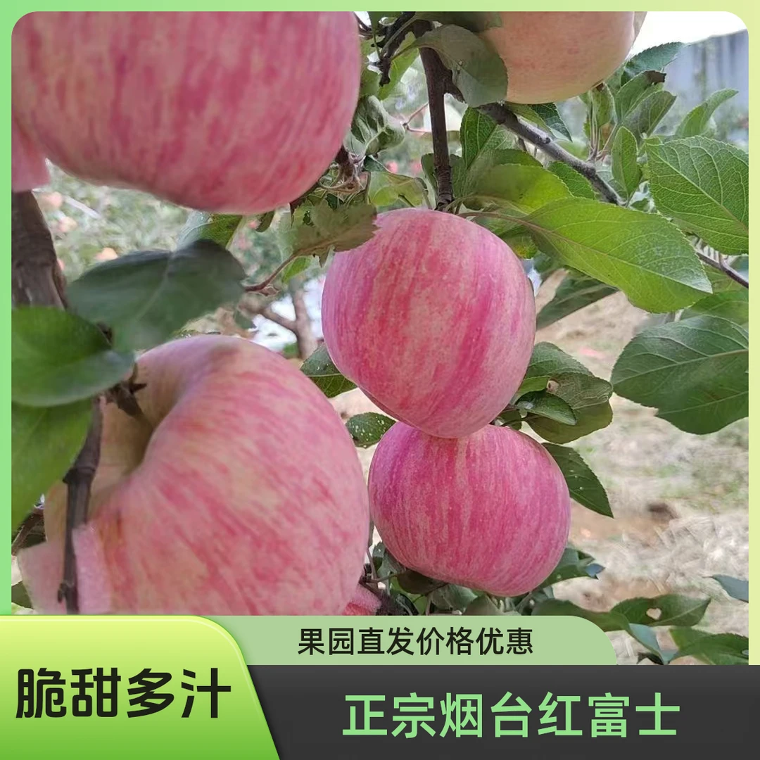 【条纹红富士】烟台栖霞苹果脆甜皮薄红富士苹果不丑苹果新鲜水果