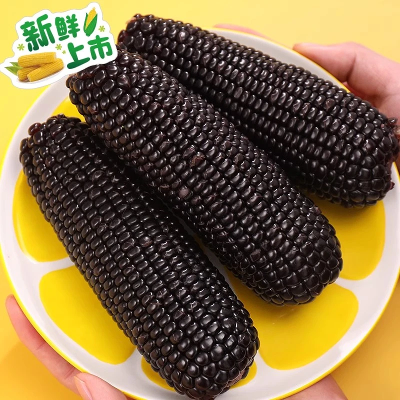 东北新鲜现摘黑糯玉米10支粘黏真空紫花青甜玉米