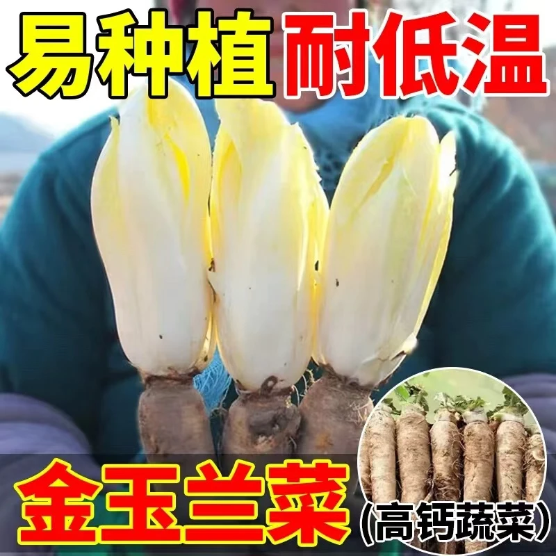 四季金玉兰菜根苗软化菊苣菜苗秧苗秋冬季耐寒蔬菜苗阳台盆栽种苗