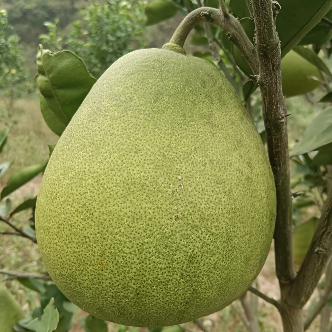 湖南怀化雪峰柚香柚安江冰糖柚麻麻柚金兰柚小苦药柚子新鲜水果