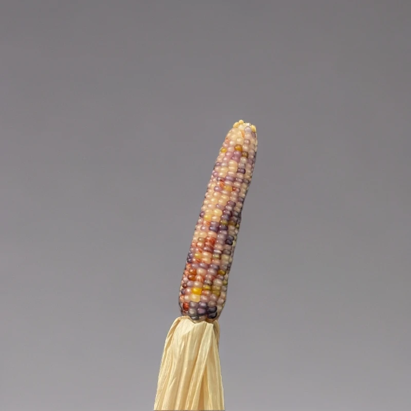 文玩玉米一物一拍直播链接私拍不发中式