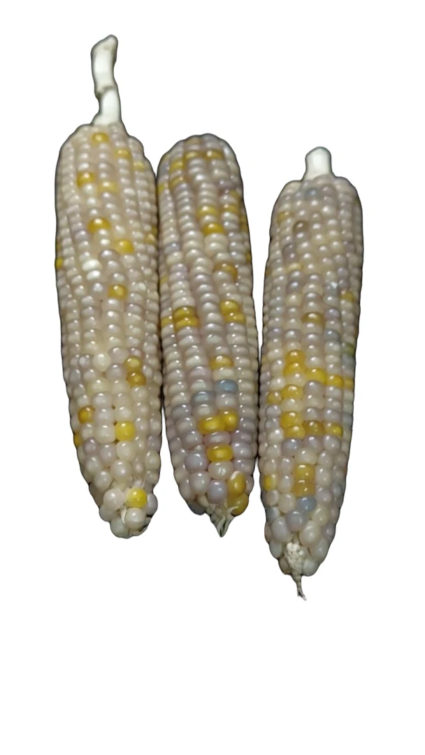文玩玉米工艺品摆件，一物一拍。私拍不发