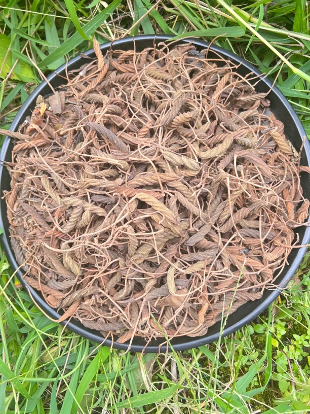 【百里找山货】现收山货蟲草【王】食用农产品