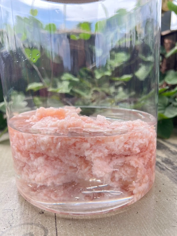 【土特产】石太岁净重发货农产品