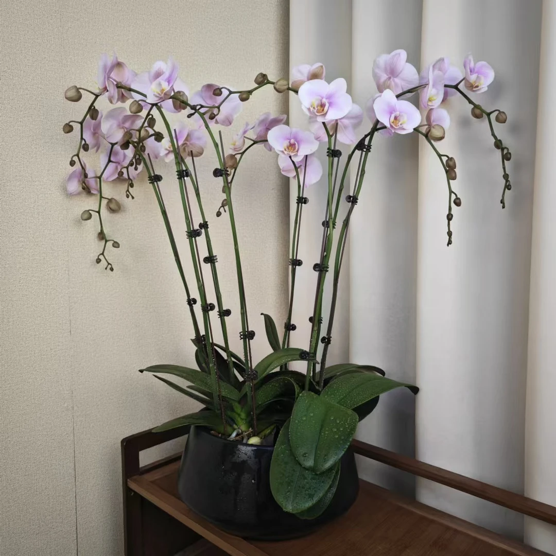 蝴蝶兰【安娜】原杯苗带花苞室内室外云南基地直发花卉绿植盆栽