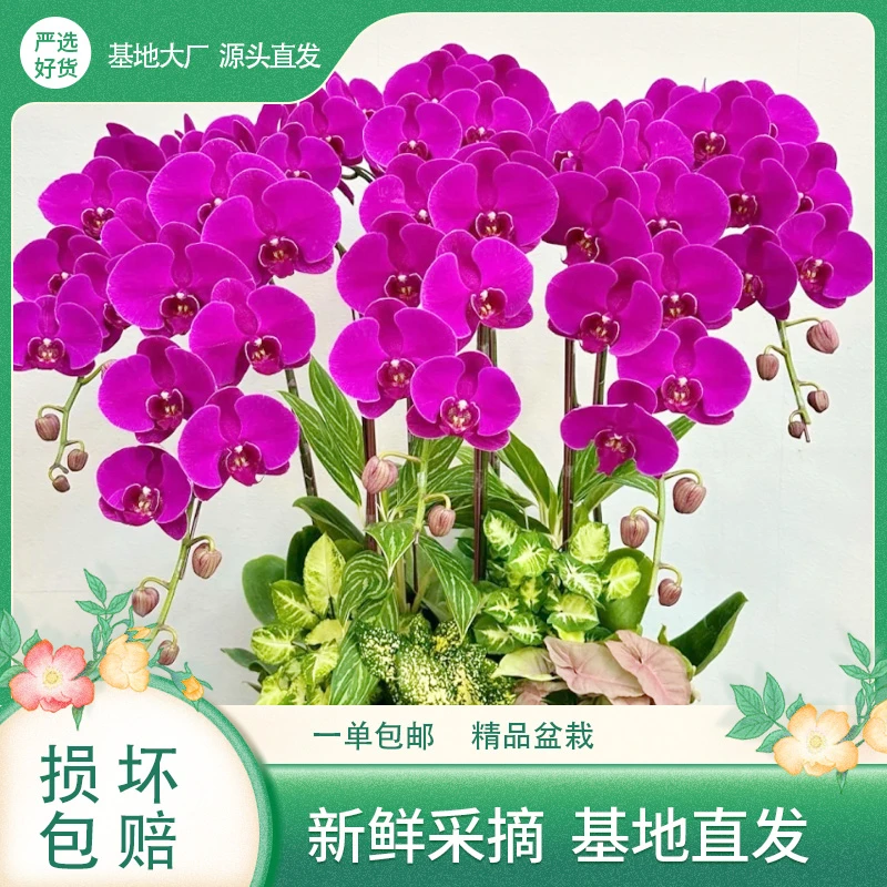 蝴蝶兰【中国红】精选原杯苗花苞云南基地直发花卉绿植盆栽养护家居