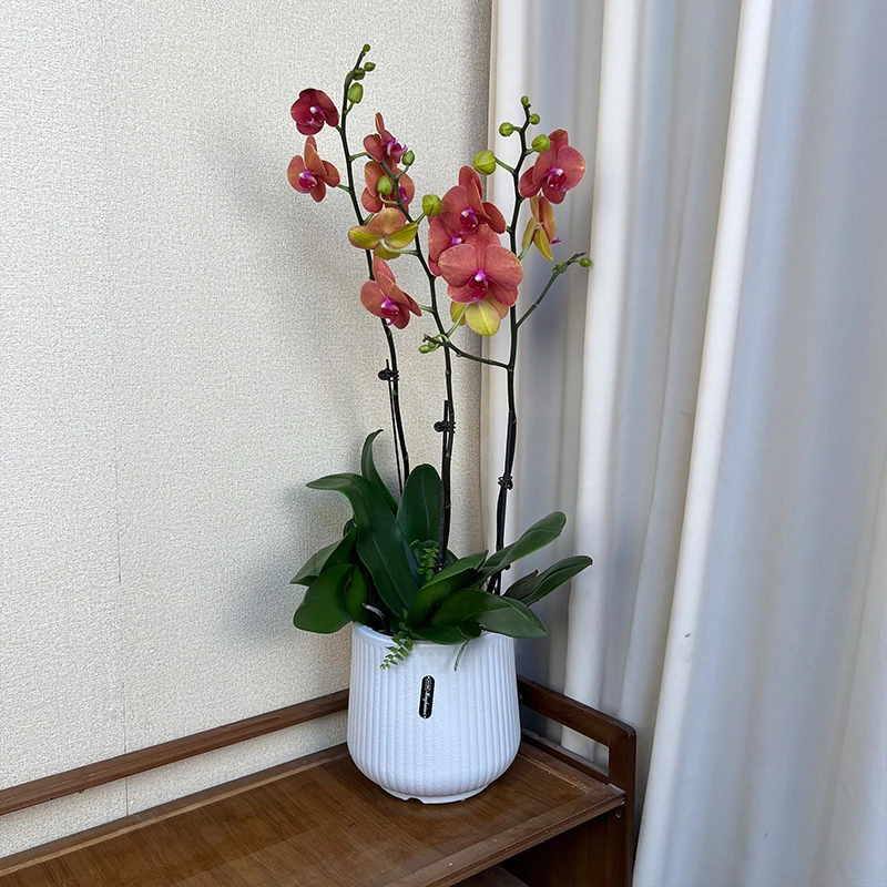 蝴蝶兰【金桔】精选原杯苗花苞云南基地直发花卉（拍5棵配花篮）