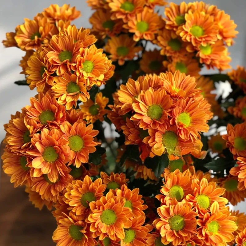 橘子汽水名称新品小菊盆栽花苗阳台花园庭院多季节开花耐热耐寒