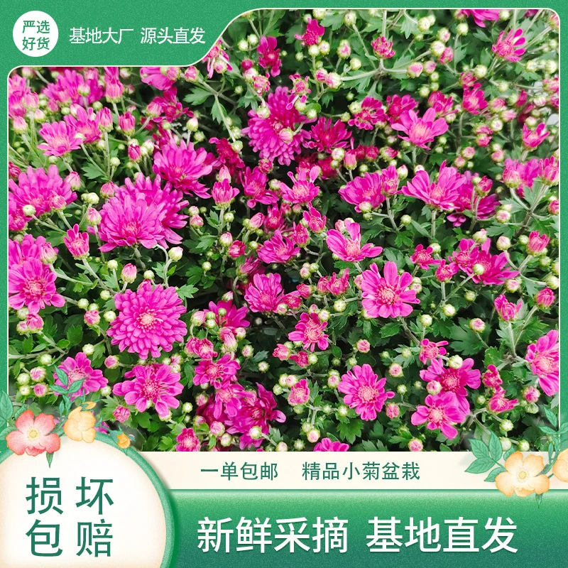 【好货严选】杰奎琳-粉红 球菊耐旱千头菊盆栽原盆新手易养护懒人
