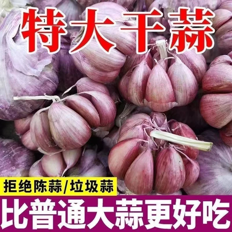 山东大蒜紫皮干蒜5斤新鲜农家100克多瓣大蒜头现挖独头蒜批发包邮