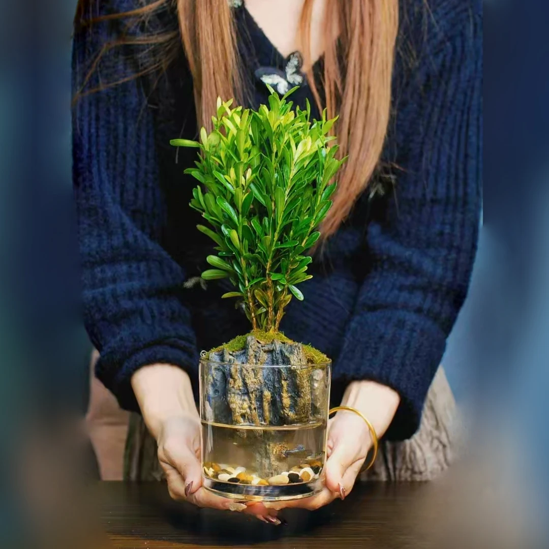 【微景铺】加厚大圆缸黄杨山水景观尺寸10*10