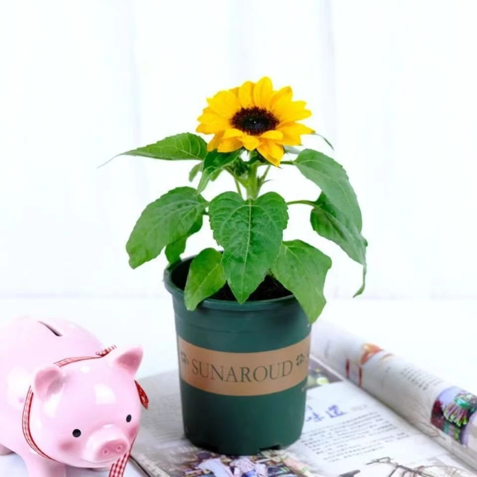 向日葵盆栽带花发货太阳花室外阳台庭院花耐热花卉观赏花向日葵苗