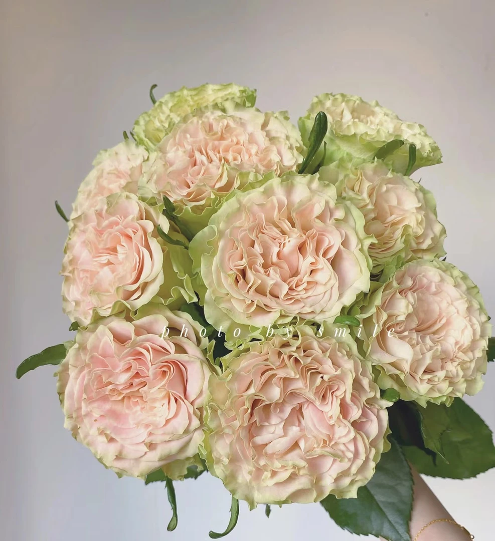 上官婉儿单头玫瑰鲜花插花水养室内花云南昆明直发家庭水养鲜切花