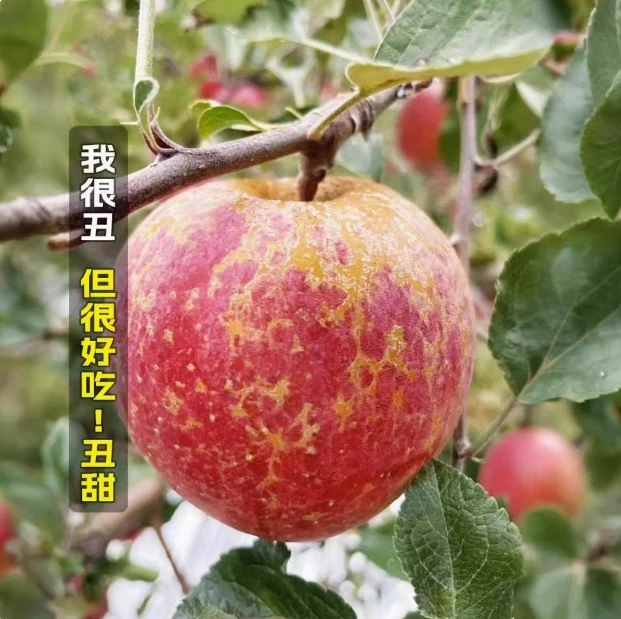 新鲜脆甜多汁鲜甜苹果
