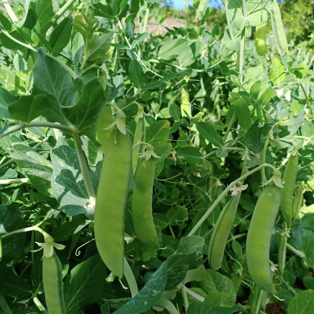 脆甜荷兰豆菜豌豆四季种植田园菜园早熟