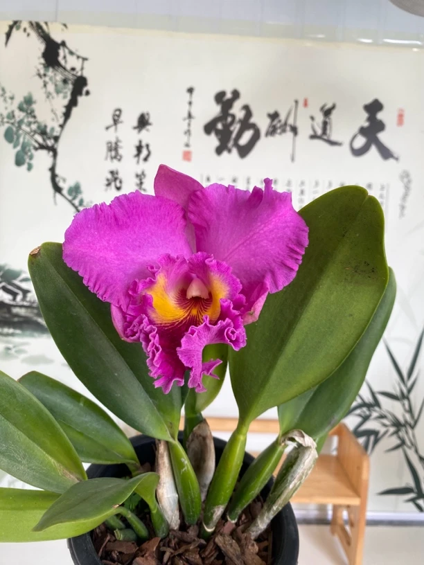 泰牛1号卡特兰壮苗带花剑大花浓香