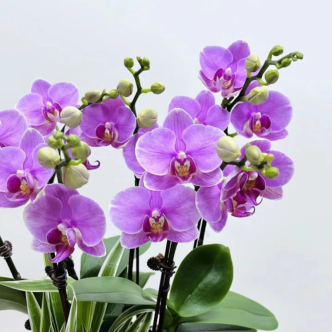 蝴蝶兰【紫蝶】带花带花苞