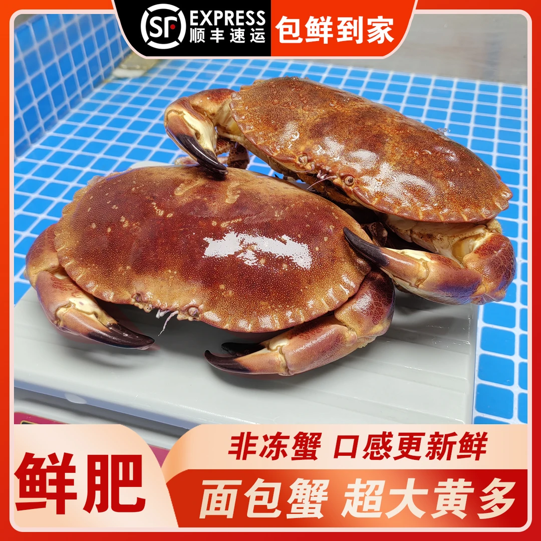 【包活到家，当面验货】面包蟹母鲜活大螃蟹海蟹新鲜海鲜水产蟹黄多