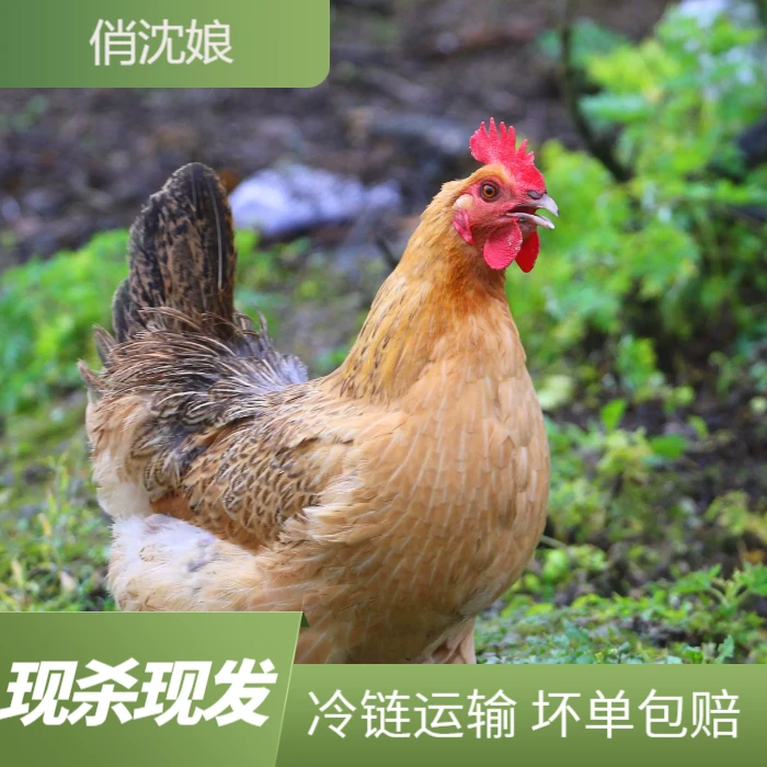 散养两年左右黄油老母鸡 五谷喂养 两只5.5斤左右 W