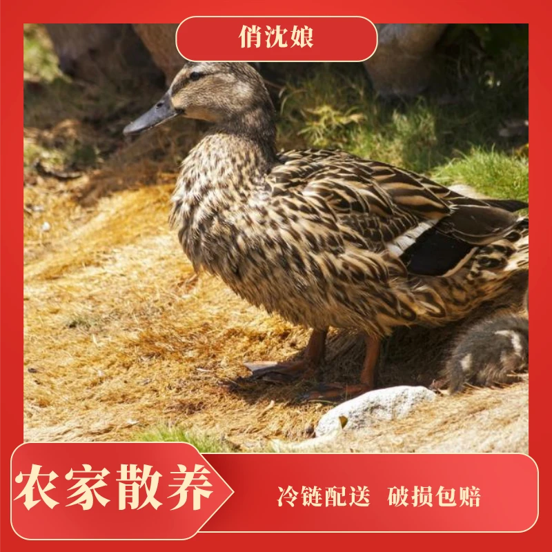 【美丽家】农家散养池塘土鸭子两只4斤左右 不带内脏（嫩鸭）肉质
