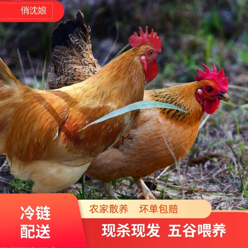 【俏沈娘】农家散养土鸡两年两母一公食用五谷喂养现杀肉质煲汤