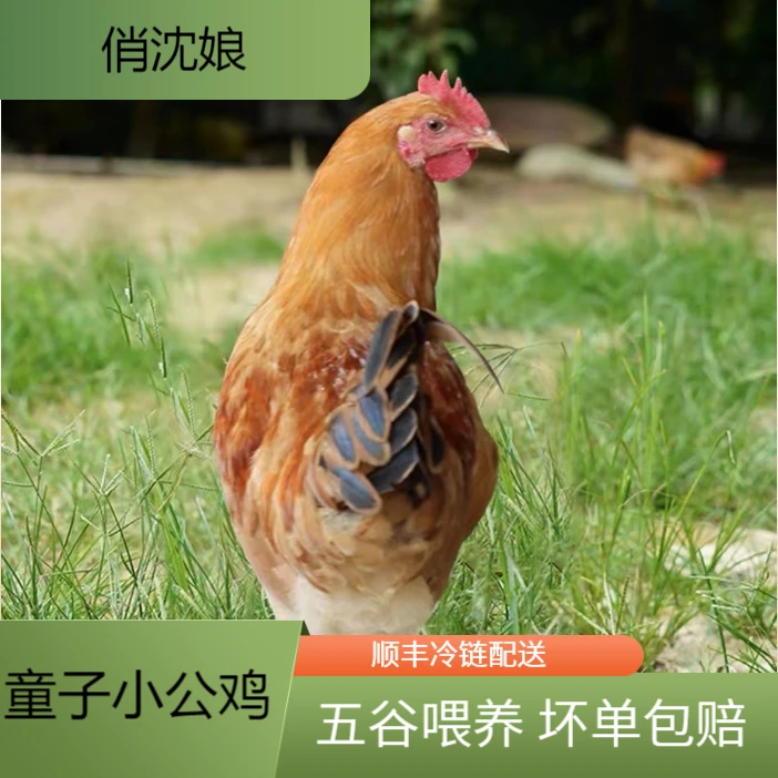 农家散养120天左右童子鸡5只 净重7.5-8斤（不带内脏）  W