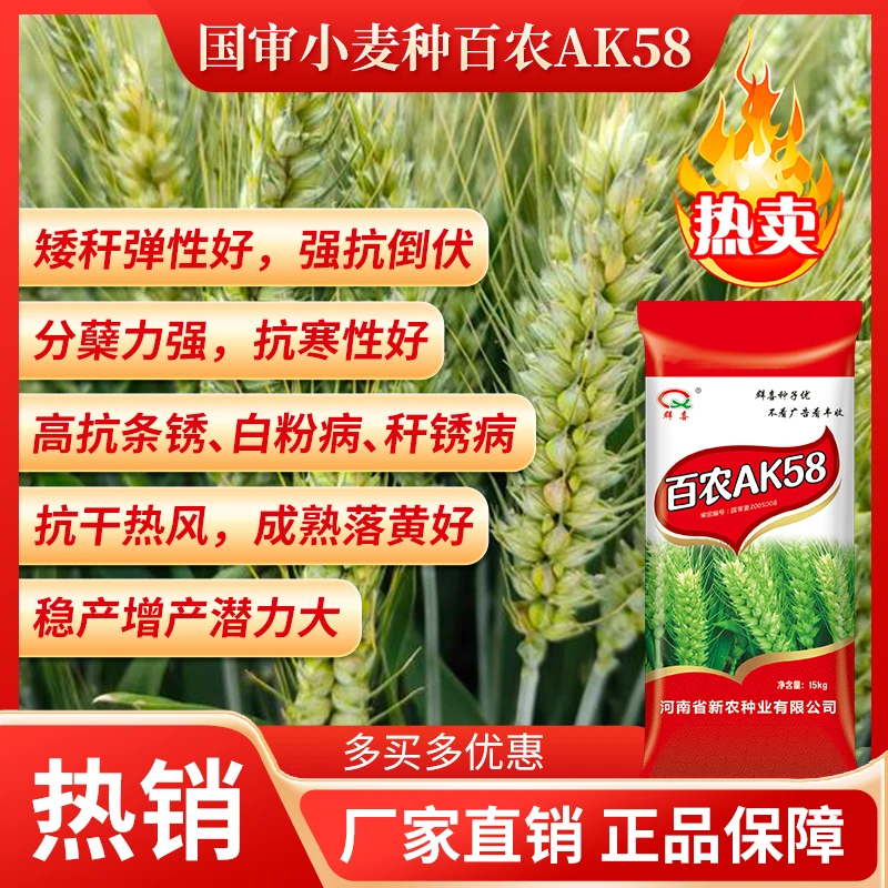 百农AK58 高产小麦种子 分蘖强抗寒抗病 适应性好 高产稳产小麦种
