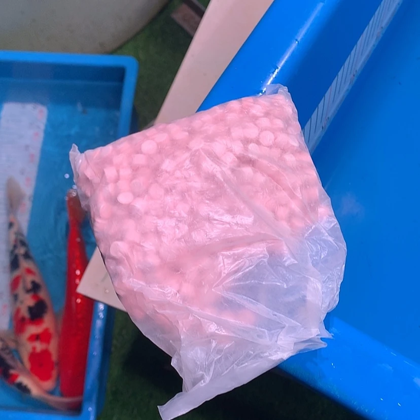 【闪购商品】紫印母鱼热带鱼公趴底专用