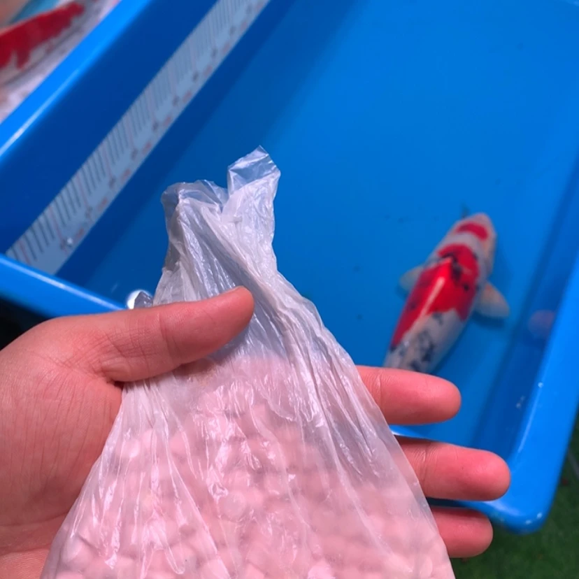 【闪购商品】紫印母鱼热带鱼公我