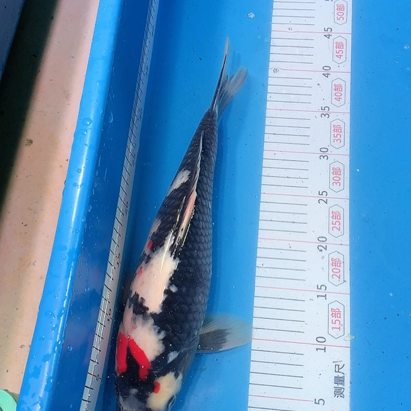 【闪购商品】紫印母鱼热带鱼母41