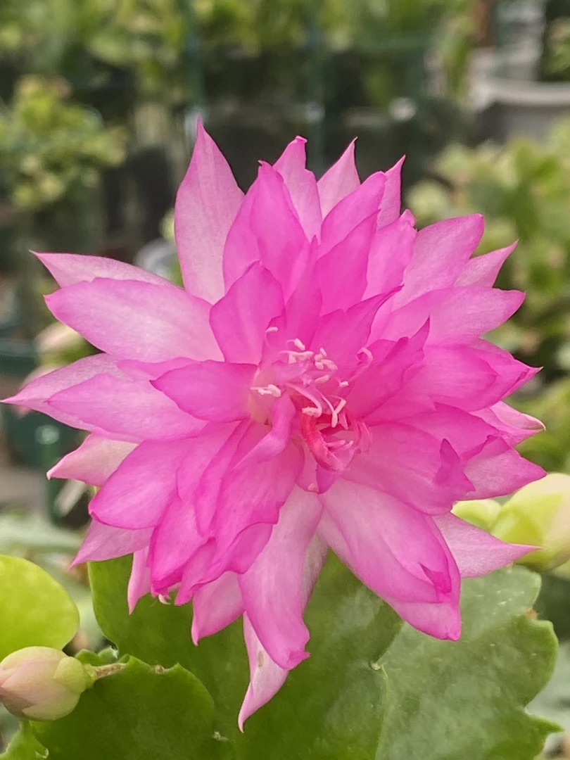 嫁接重瓣AN047火烈鸟之星  蟹爪兰包品种不包花色 花色受气温影响