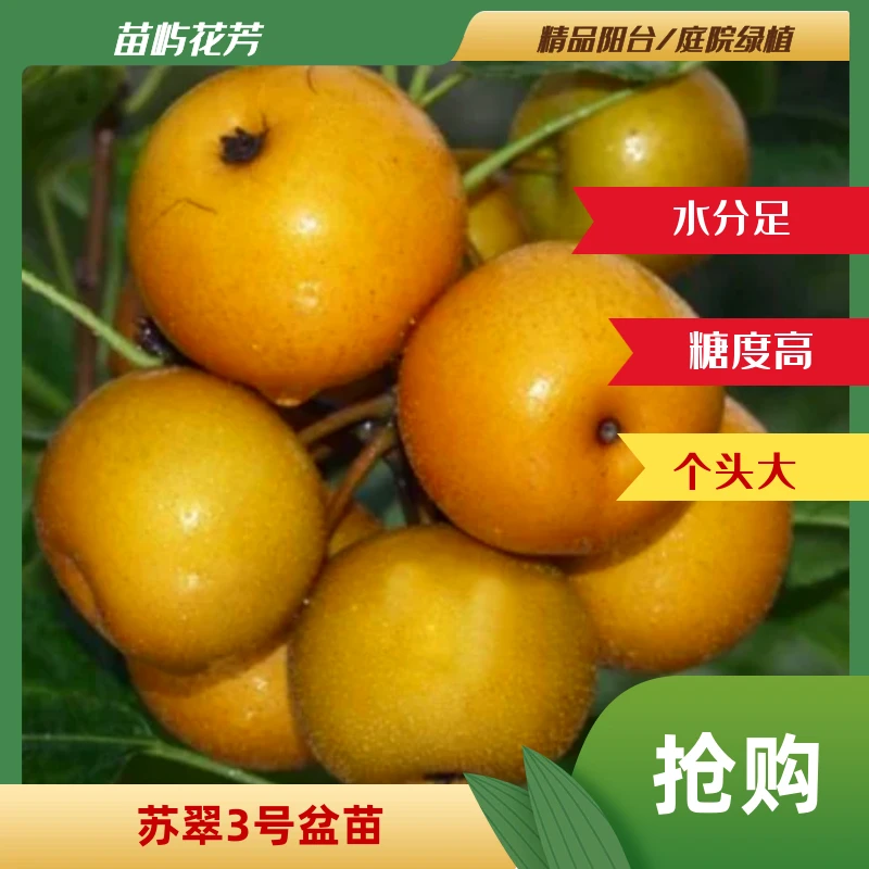 【苏翠3号梨盆苗】嫁接阳台盆栽小院地栽早熟糖度高果大汁多好种